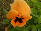 SAM_0063