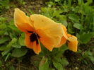 SAM_0064