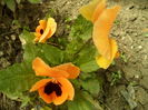 SAM_0066