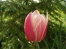 SAM_0008