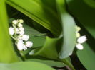 SAM_0051