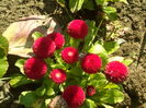 SAM_0015