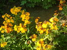 SAM_0028