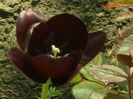 SAM_0008