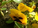 SAM_0019