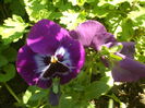 SAM_0020
