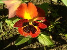 SAM_0022