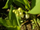 SAM_0024