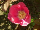 SAM_0026