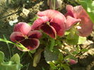 SAM_0029