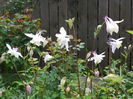 9 mai 035