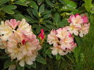 rhodo Percy Wiseman
