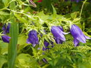 campanula Sarastro - pierduta si ea