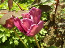 SAM_0005