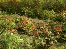 SAM_0019