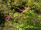 SAM_0024