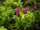 SAM_0033