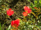 SAM_0037