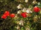 SAM_0038