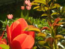 SAM_0043