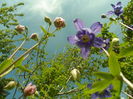 SAM_0056