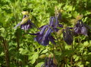 SAM_0068