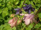 SAM_0070