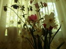 SAM_0079