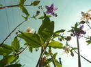 SAM_0024