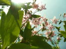 SAM_0025