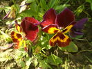 SAM_0035