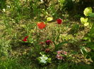 SAM_0036