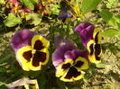 SAM_0039