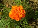 SAM_0050