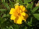 SAM_0051