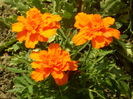 SAM_0061