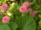 SAM_0062