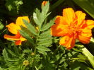 SAM_0063