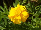 SAM_0064