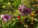 SAM_0066