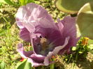 SAM_0067