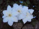 Gladys Pichard