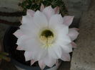 SAM_0009