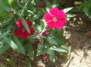 SAM_0017