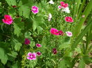 SAM_0025