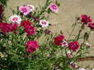 SAM_0027