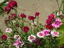 SAM_0028