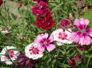 SAM_0029