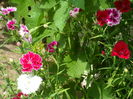 SAM_0030