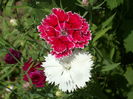 SAM_0031
